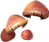 UI_Frame_touxiangkuang_mushroom_3.png