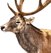 icon_headportrait_elk.png