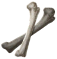 item_icon_bone.png