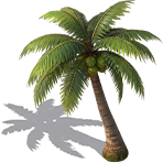 tree_Summer_activities_Seven_day_1.png